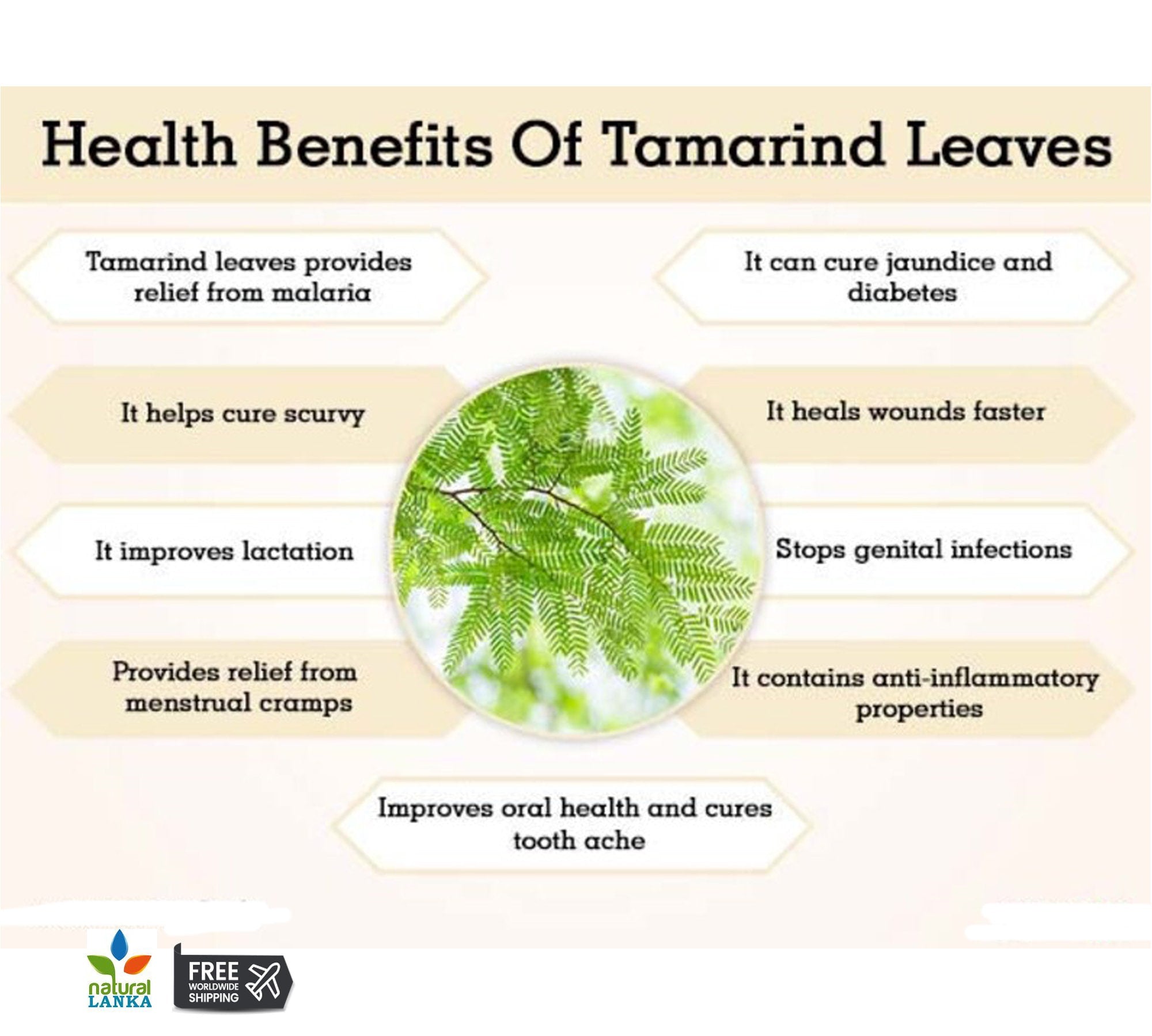 Organic Natural Tamarind Leaves | Tamarind Whole Leaf 100% Pure Ceylon Herbal