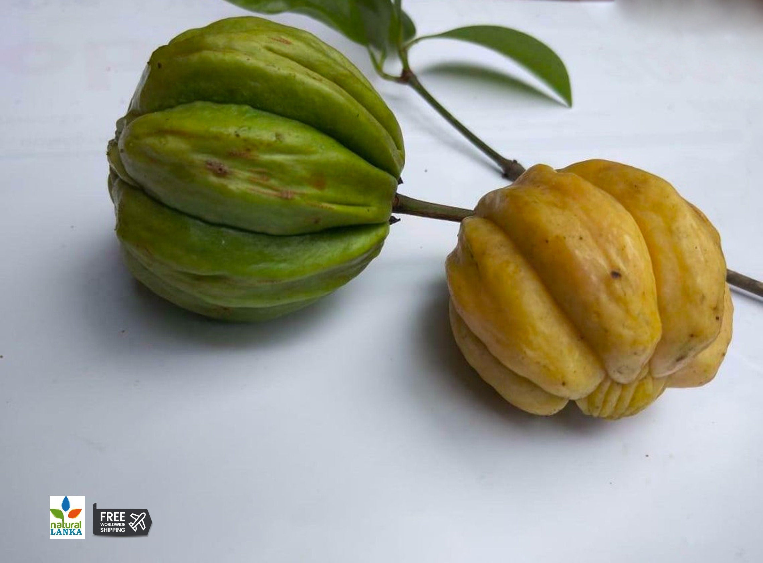 Dried Garcinia Cambogia | Goraka