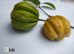 Dried Garcinia Cambogia | Goraka