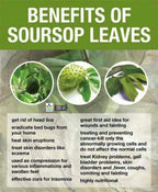 Soursop Leaf Powder | Graviola Tea | Annona Muricata