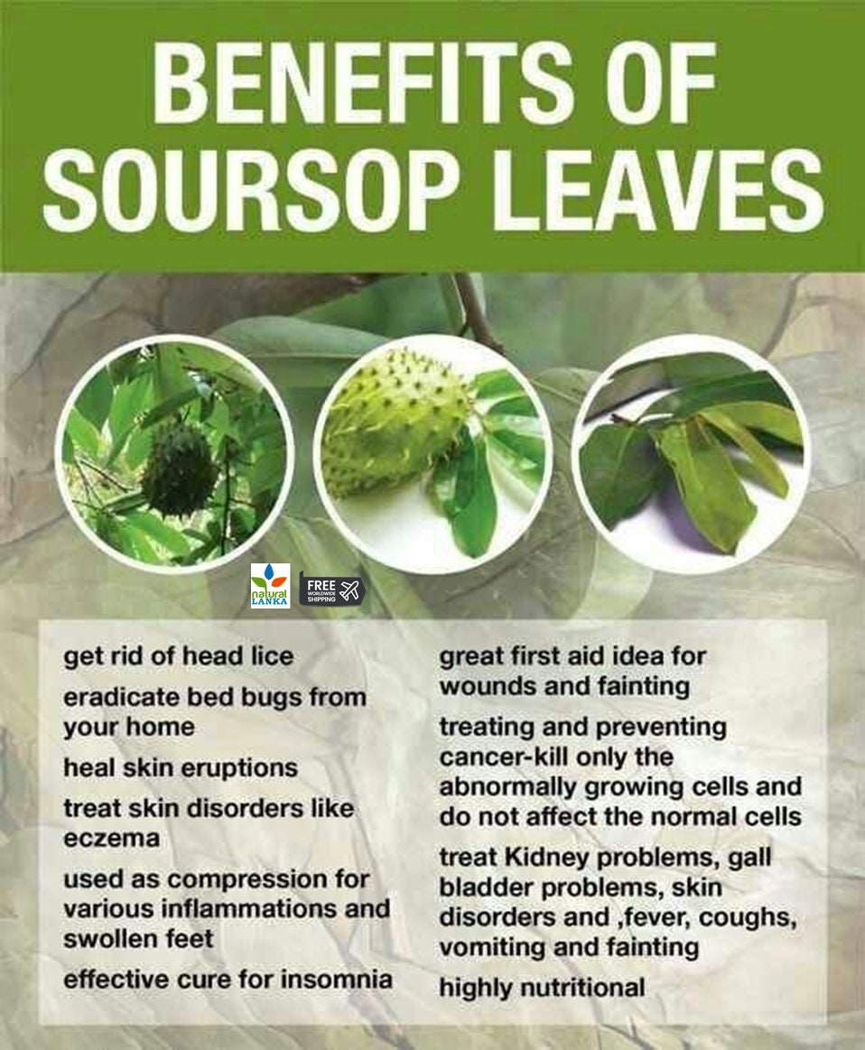 Soursop Leaf Powder | Graviola Tea | Annona Muricata