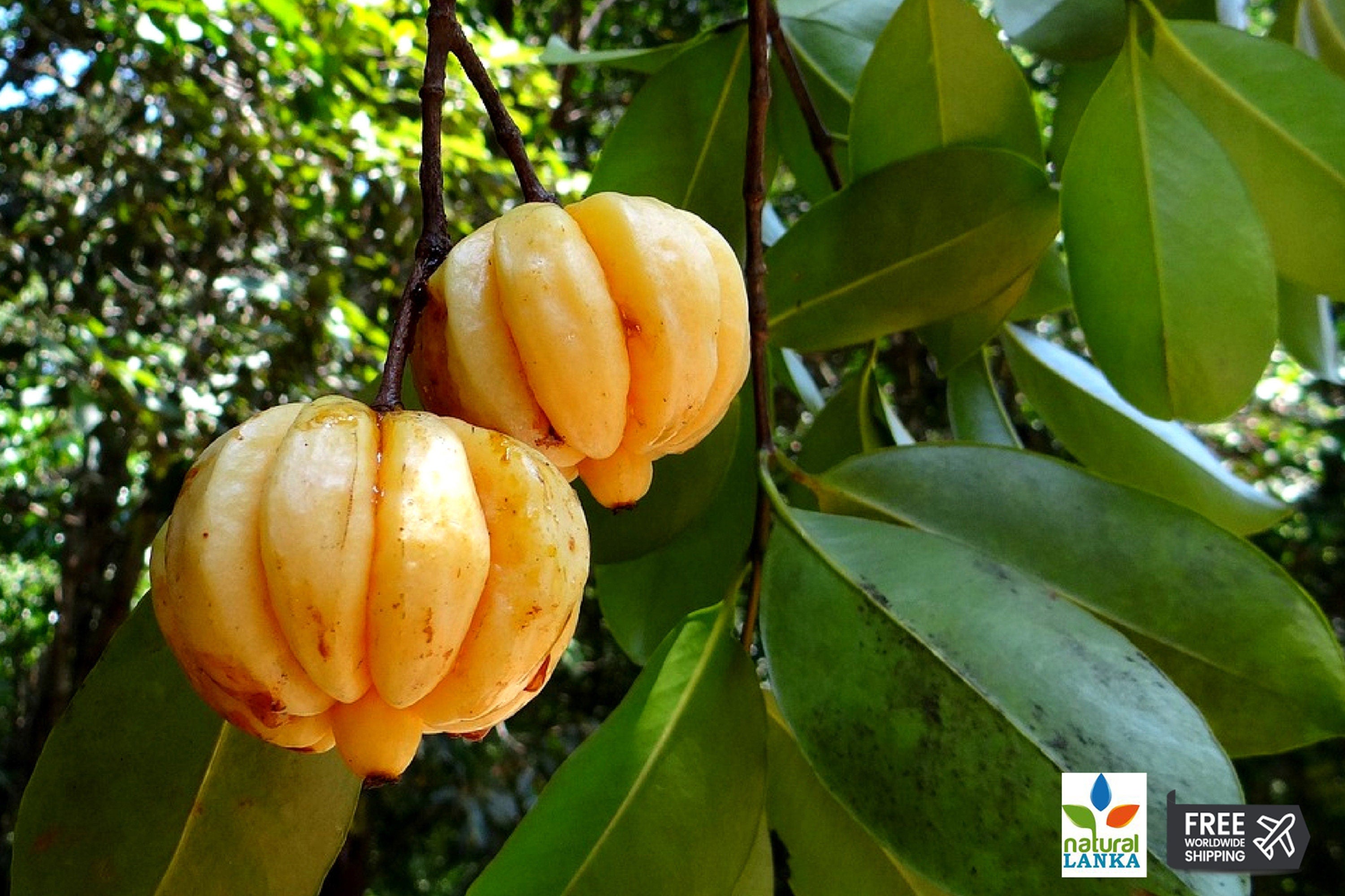 Dried Garcinia Cambogia | Goraka