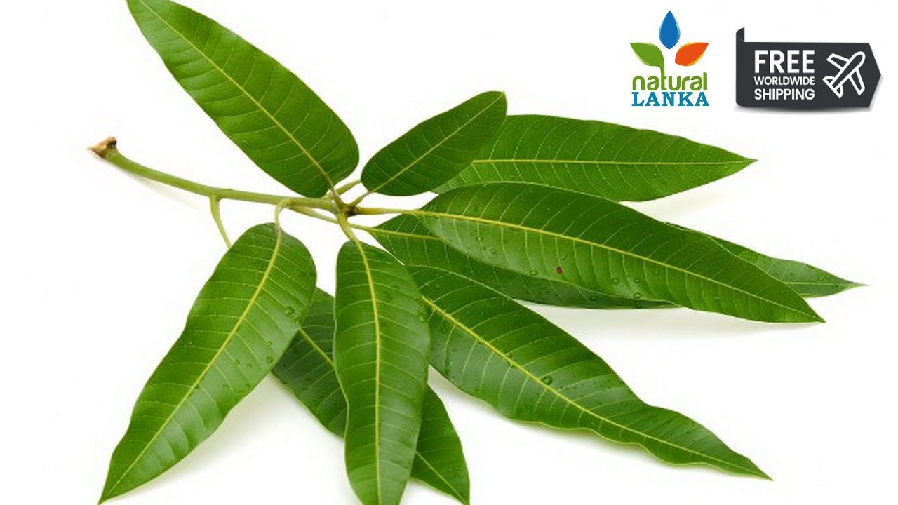 Mango Leaf Powder