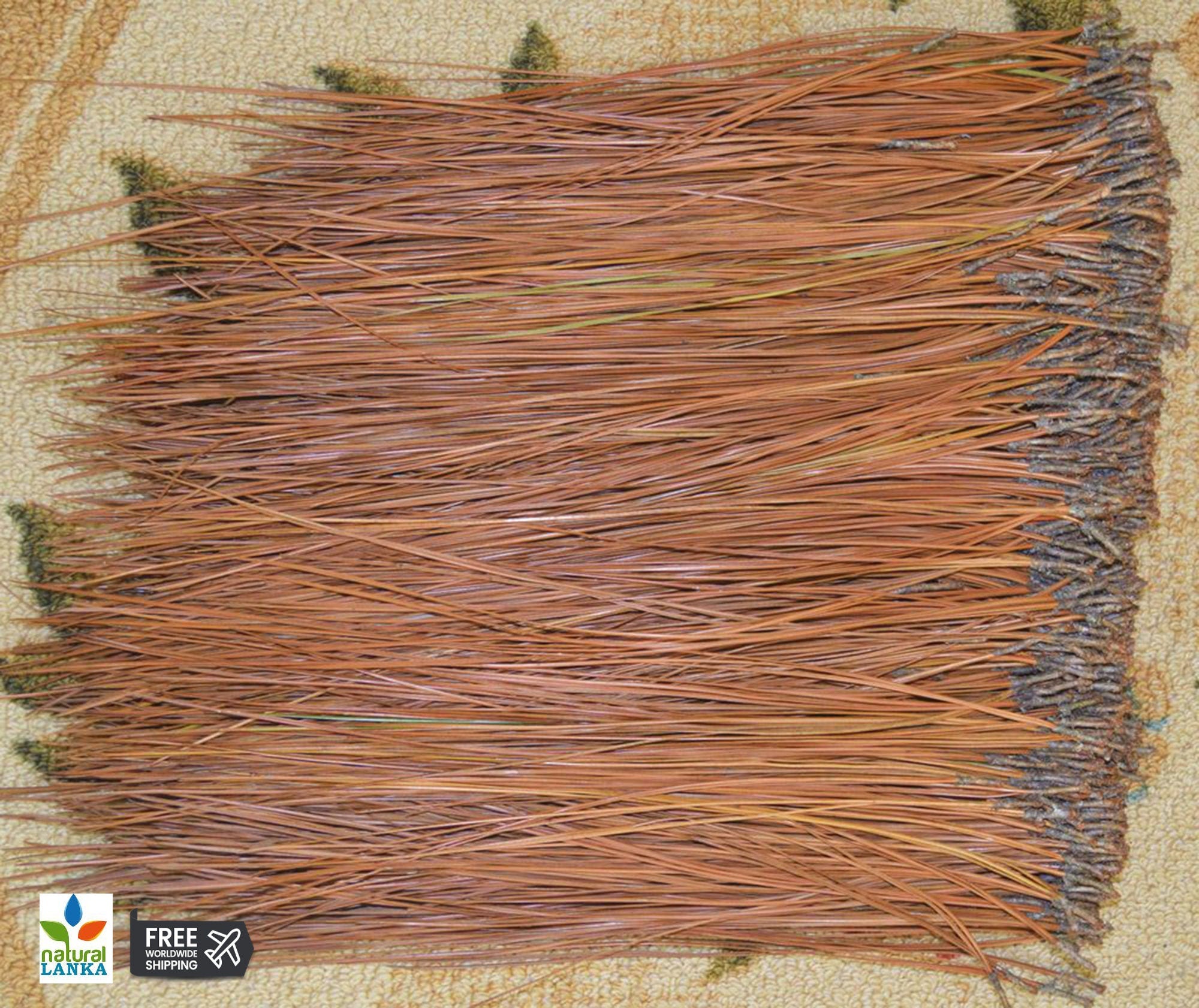 Long Leaf Pine Needles