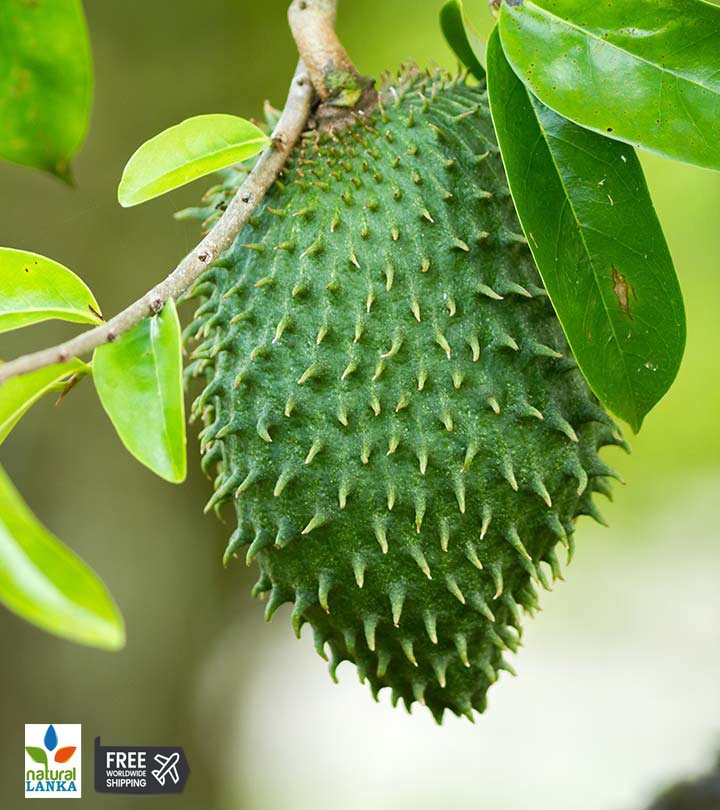 Soursop Leaf Powder | Graviola Tea | Annona Muricata