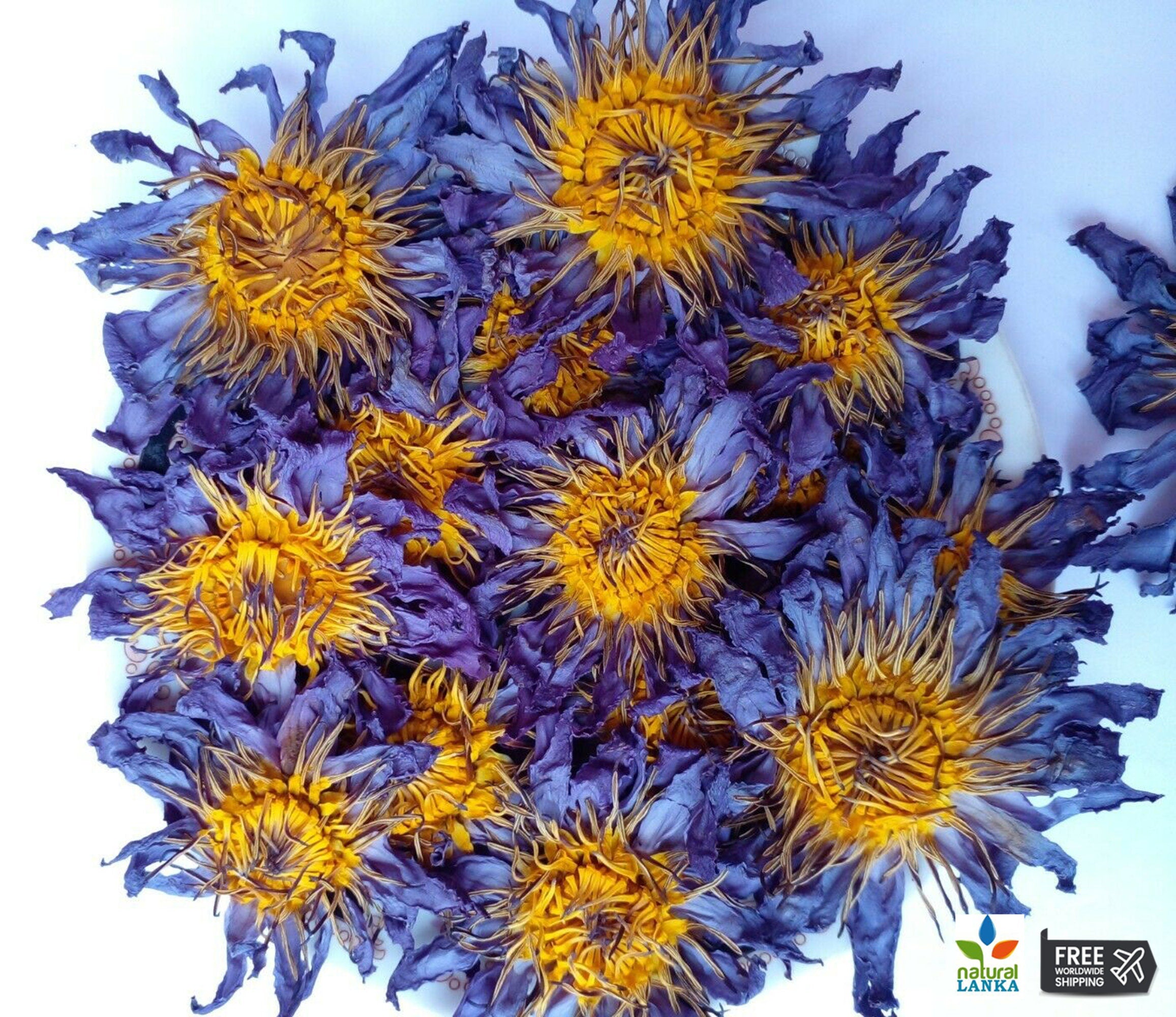 Pre-Ground Blue Lotus Flower