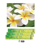 Aura Original Incense Sticks – Natural Hand-Rolled Fragrance (15 Sticks Pack)